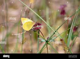 Attēlu rezultāti vaicājumam “Colias palaeno female”