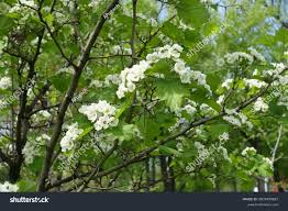 Attēlu rezultāti vaicājumam “Crataegus submollis”