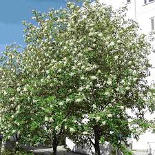 Attēlu rezultāti vaicājumam “Sorbus intermedia”