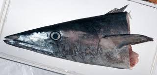 Image result for Acanthocybium solandri