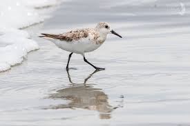 Attēlu rezultāti vaicājumam “Calidris alba adult”
