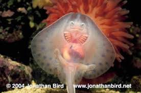 Image result for Leucoraja erinaceus