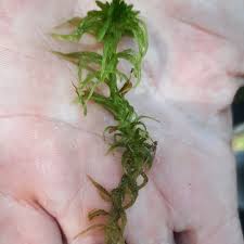 Attēlu rezultāti vaicājumam “Sphagnum riparium”