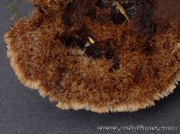 Attēlu rezultāti vaicājumam “Gloiodon strigosus”