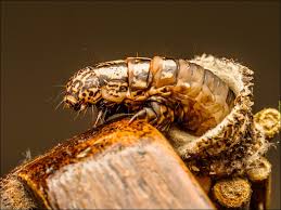 Attēlu rezultāti vaicājumam “Psychidae”