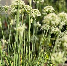 Image result for Schnittknoblauch