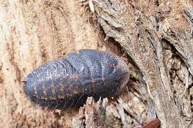 Attēlu rezultāti vaicājumam “Lophozia laxa macro”