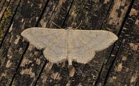 Attēlu rezultāti vaicājumam “Idaea straminata”