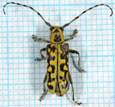 Attēlu rezultāti vaicājumam “Saperda scalaris”