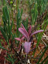 Attēlu rezultāti vaicājumam “Exobasidium splendidum”