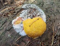 Attēlu rezultāti vaicājumam “Fuligo licentii”