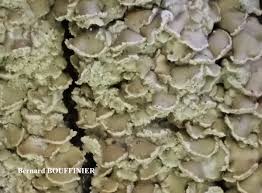 Attēlu rezultāti vaicājumam “Hypocenomyce scalaris”