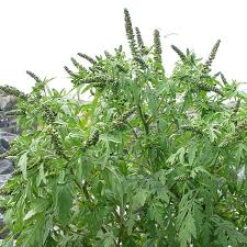 Attēlu rezultāti vaicājumam “Ambrosia artemisiifolia”