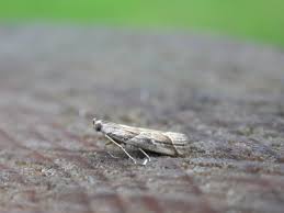 Attēlu rezultāti vaicājumam “Nyctegretis lineana”