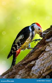 Attēlu rezultāti vaicājumam “Dendrocopos medius”