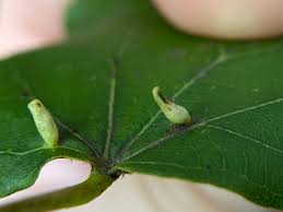 Attēlu rezultāti vaicājumam “Eriophyes tiliae”