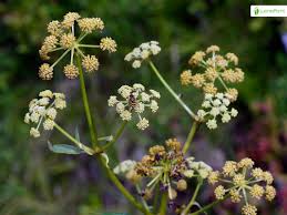 Attēlu rezultāti vaicājumam “Levisticum officinale flower”