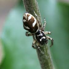 Attēlu rezultāti vaicājumam “Salticus scenicus”