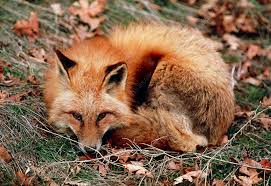 Attēlu rezultāti vaicājumam “Vulpes vulpes”