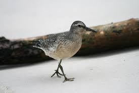 Attēlu rezultāti vaicājumam “Calidris canutus”