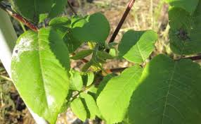 Attēlu rezultāti vaicājumam “Juglans ailanthifolia”