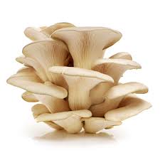Attēlu rezultāti vaicājumam “Pleurotus ostreatus”