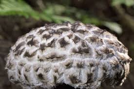 Attēlu rezultāti vaicājumam “Strobilomyces strobilaceus”