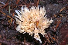 Attēlu rezultāti vaicājumam “Tremellodendropsis tuberosa”