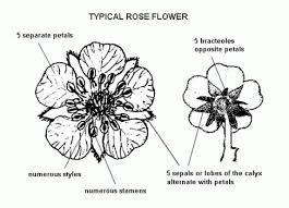 Attēlu rezultāti vaicājumam “Rosaceae”