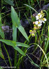Attēlu rezultāti vaicājumam “Alismataceae”