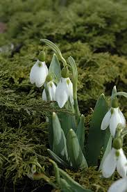 Attēlu rezultāti vaicājumam “Galanthus nivalis flower”