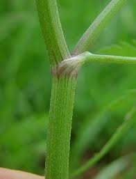 Attēlu rezultāti vaicājumam “Torilis japonica leaf”