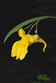 Attēlu rezultāti vaicājumam “Impatiens noli-tangere flower”