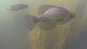 Image result for Pomoxis nigromaculatus