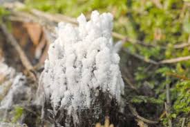 Attēlu rezultāti vaicājumam “Diderma chondrioderma”