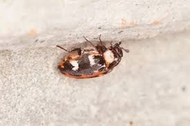 Attēlu rezultāti vaicājumam “Anthrenus scrophulariae”