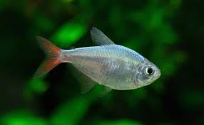 Attēlu rezultāti vaicājumam “Bilimbia tetramera”