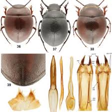 Attēlu rezultāti vaicājumam “Tenebrionidae”