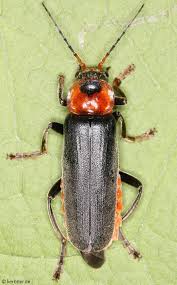 Attēlu rezultāti vaicājumam “Cantharidae”