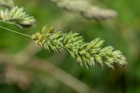 Attēlu rezultāti vaicājumam “Dactylis glomerata subsp. glomerata”