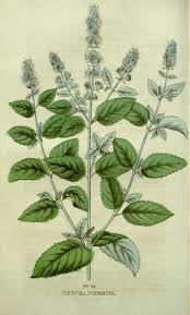 Image result for Mentha piperita