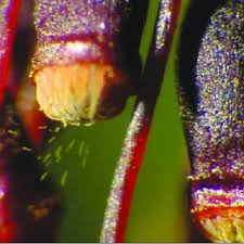 Attēlu rezultāti vaicājumam “Bryum pallens sporophyte”