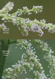 Attēlu rezultāti vaicājumam “Urtica dioica fruit”