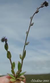 Attēlu rezultāti vaicājumam “Myosotis micrantha”