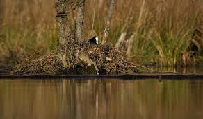 Attēlu rezultāti vaicājumam “Fulica atra nest”