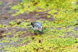 Attēlu rezultāti vaicājumam “Motacilla alba juvenile”
