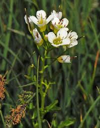 Attēlu rezultāti vaicājumam “Cardamine amara flower”