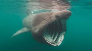 Image result for Chichester Sharks