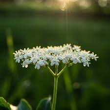 Attēlu rezultāti vaicājumam “Sambucus nigra flower”