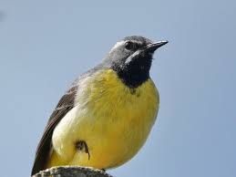 Attēlu rezultāti vaicājumam “Motacilla cinerea”